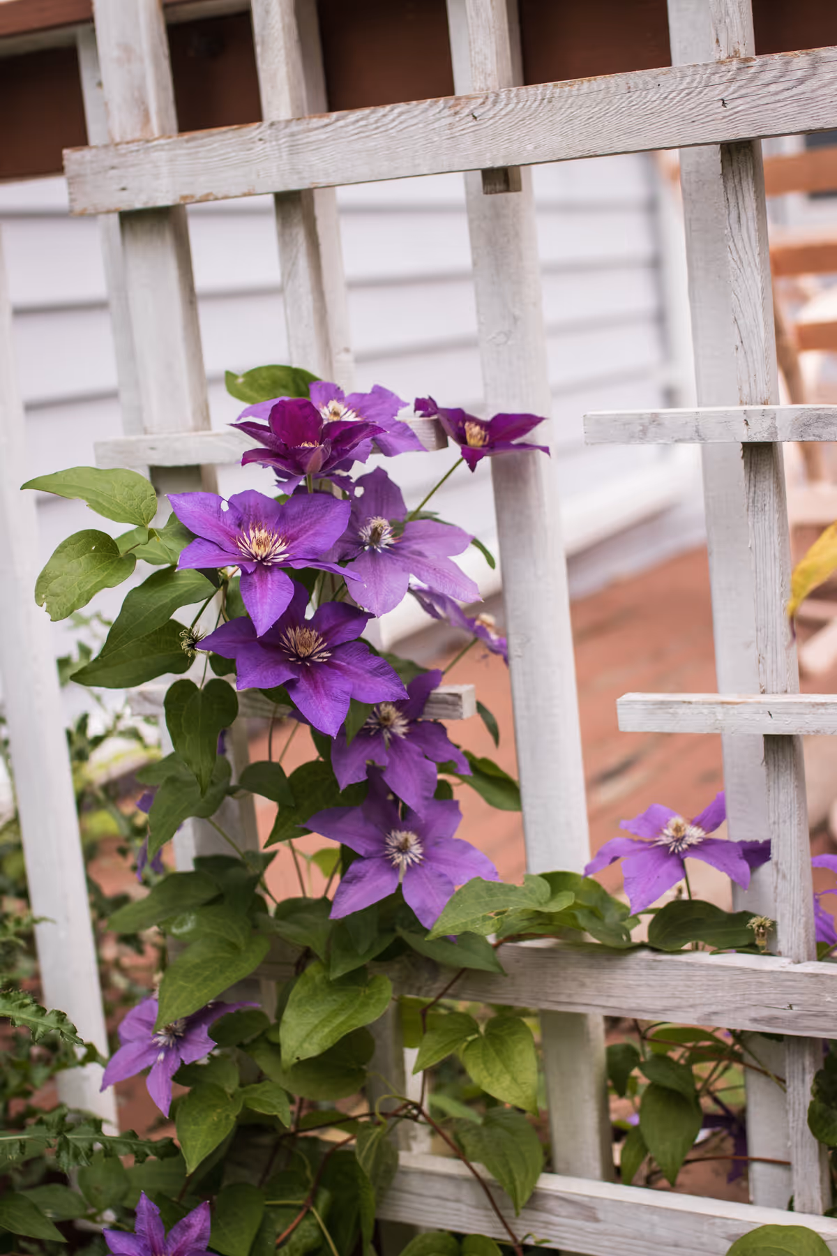 Purple clematis flowers with green leaves growing on a white wooden trellis outside near a building with horizontal siding.