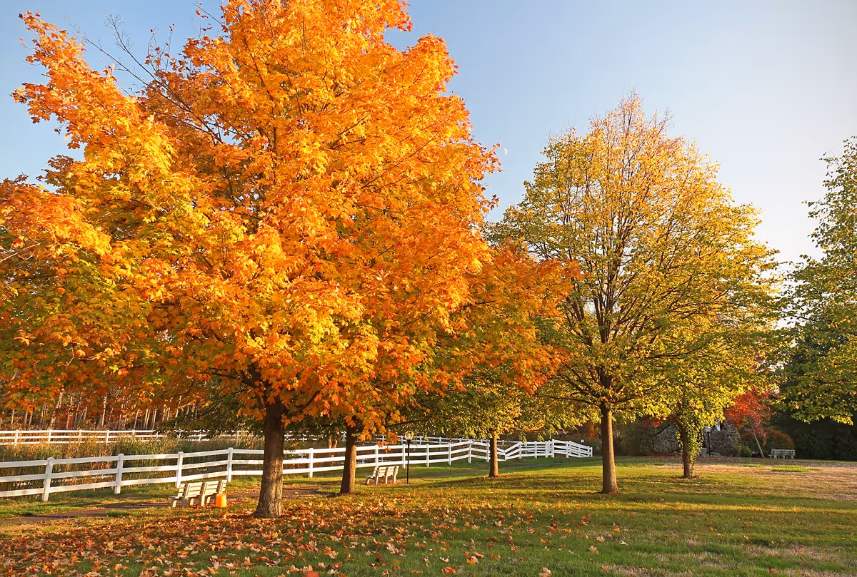 A peaceful outdoor scene featuring several trees with autumn foliage in vibrant shades of orange and yellow. There is a white wooden fence running through the background and a few benches placed near the trees on a grassy area covered with fallen leaves. The sky is clear and blue.