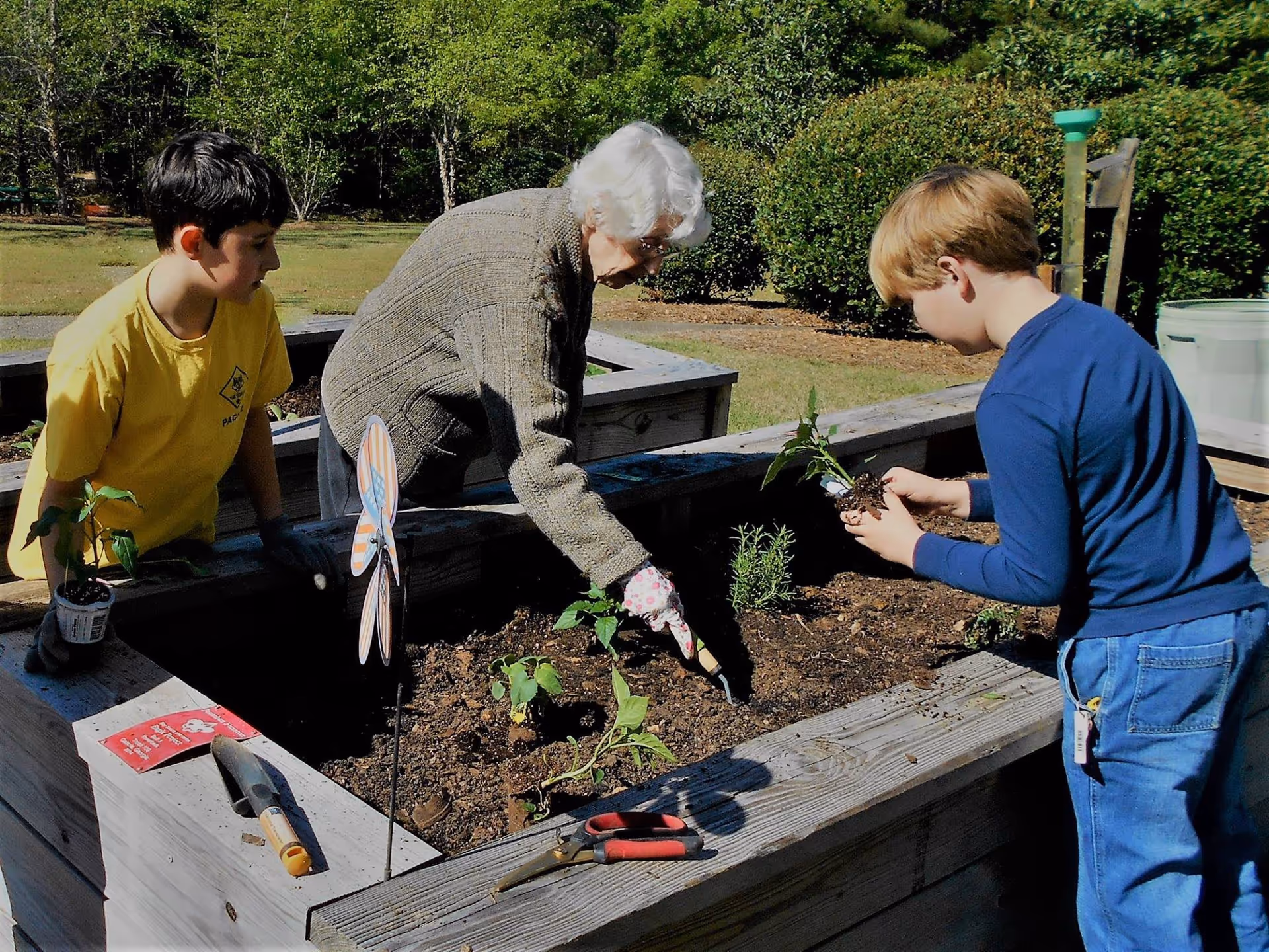 An elderly woman and two young boys are gardening together in a raised garden bed outdoors. The woman is using a small gardening tool to dig in the soil, while one boy holds a small plant ready to be planted. Gardening tools and a decorative pinwheel are visible on the edge of the garden bed, with green bushes and trees in the background.