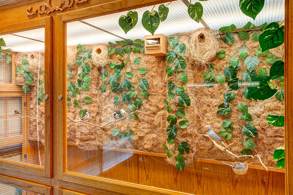 Wood-framed indoor aviary display with hanging vines, nest material and several small birds perched on branches behind glass.