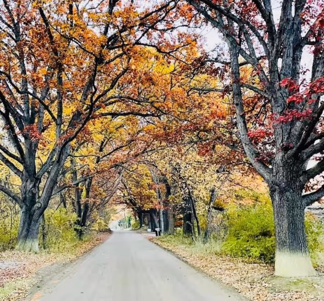 A rural road lined with large trees whose autumn foliage forms a colorful canopy overhead.