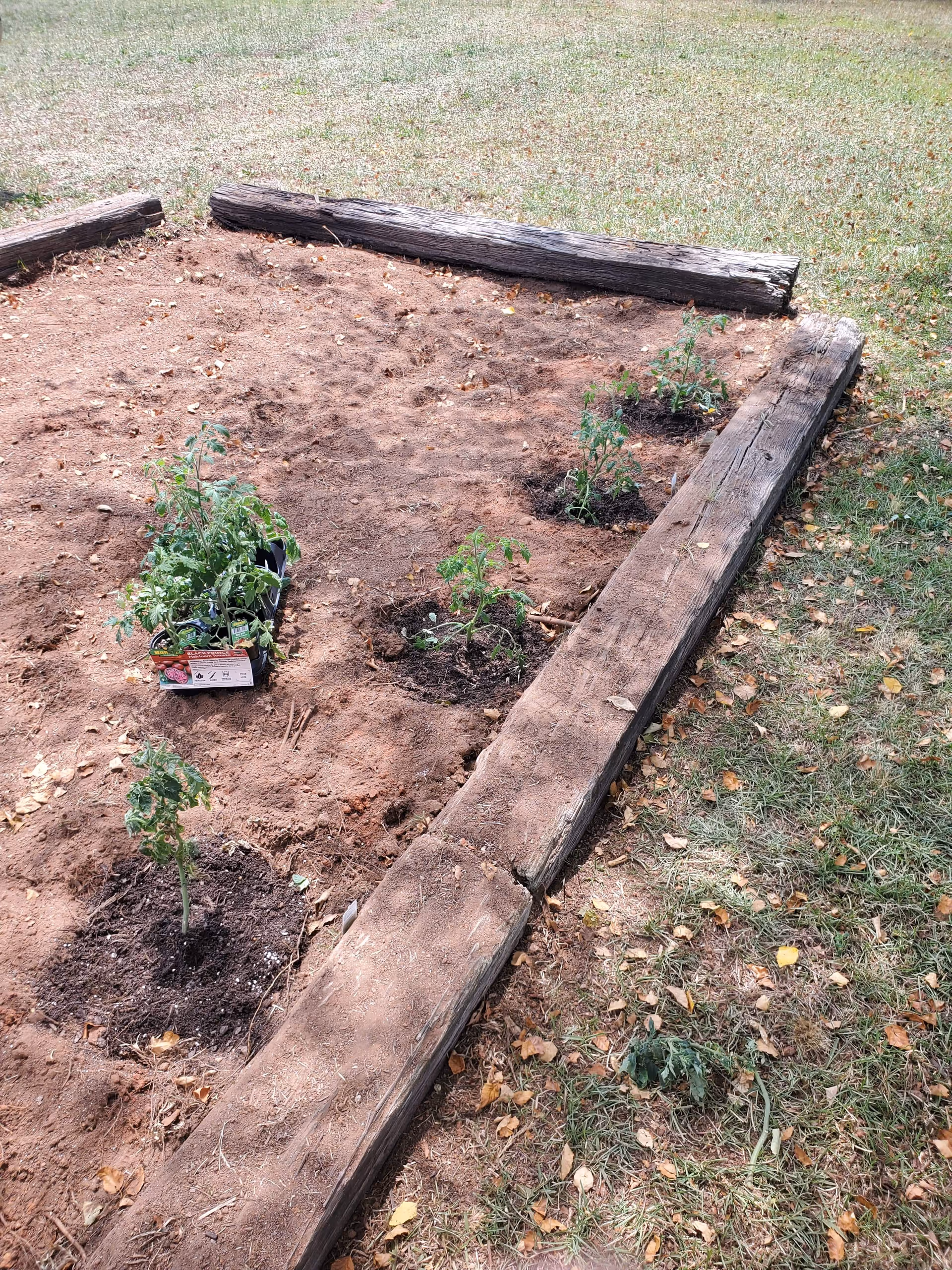 A small garden plot bordered by wooden beams with several young tomato plants recently planted in the soil. The surrounding area has grass and scattered leaves.