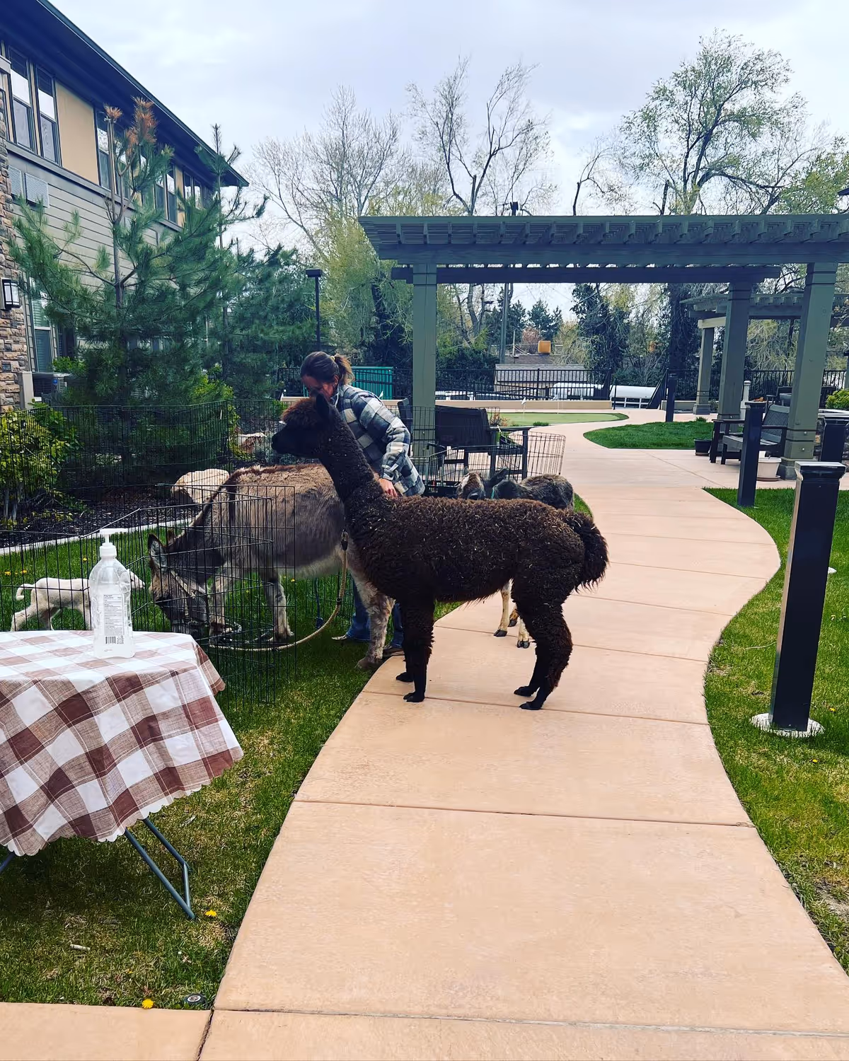 A person interacting with a brown alpaca and a gray donkey in an outdoor garden area of a senior living facility. The scene includes a paved walkway, green grass, trees, a pergola, and outdoor seating. A table with a checkered tablecloth and a bottle of hand sanitizer is visible in the foreground.