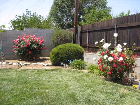 A small outdoor garden with rose bushes, trimmed shrubs, and a wooden privacy fence.