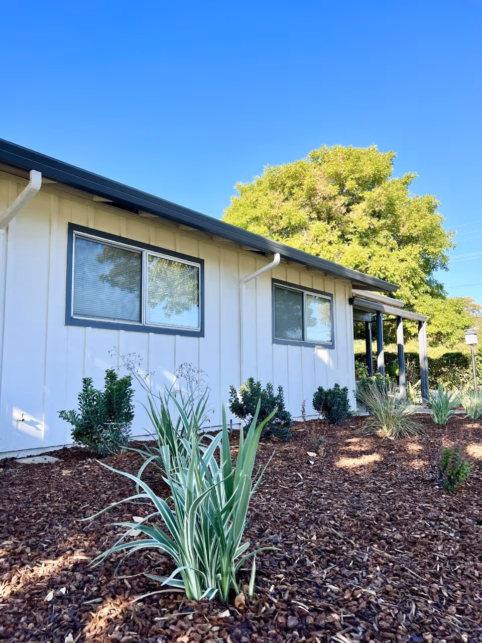 Exterior view of a single-story building with white siding and dark trim around the windows. There are small bushes and plants in a mulched garden bed in the foreground, and a large green tree in the background under a clear blue sky.