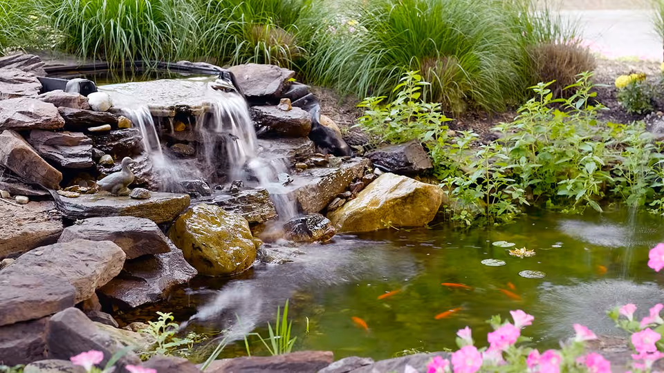 A serene outdoor garden pond with a small cascading waterfall flowing over rocks into the pond. The pond contains several small orange fish and is surrounded by green plants and pink flowers.