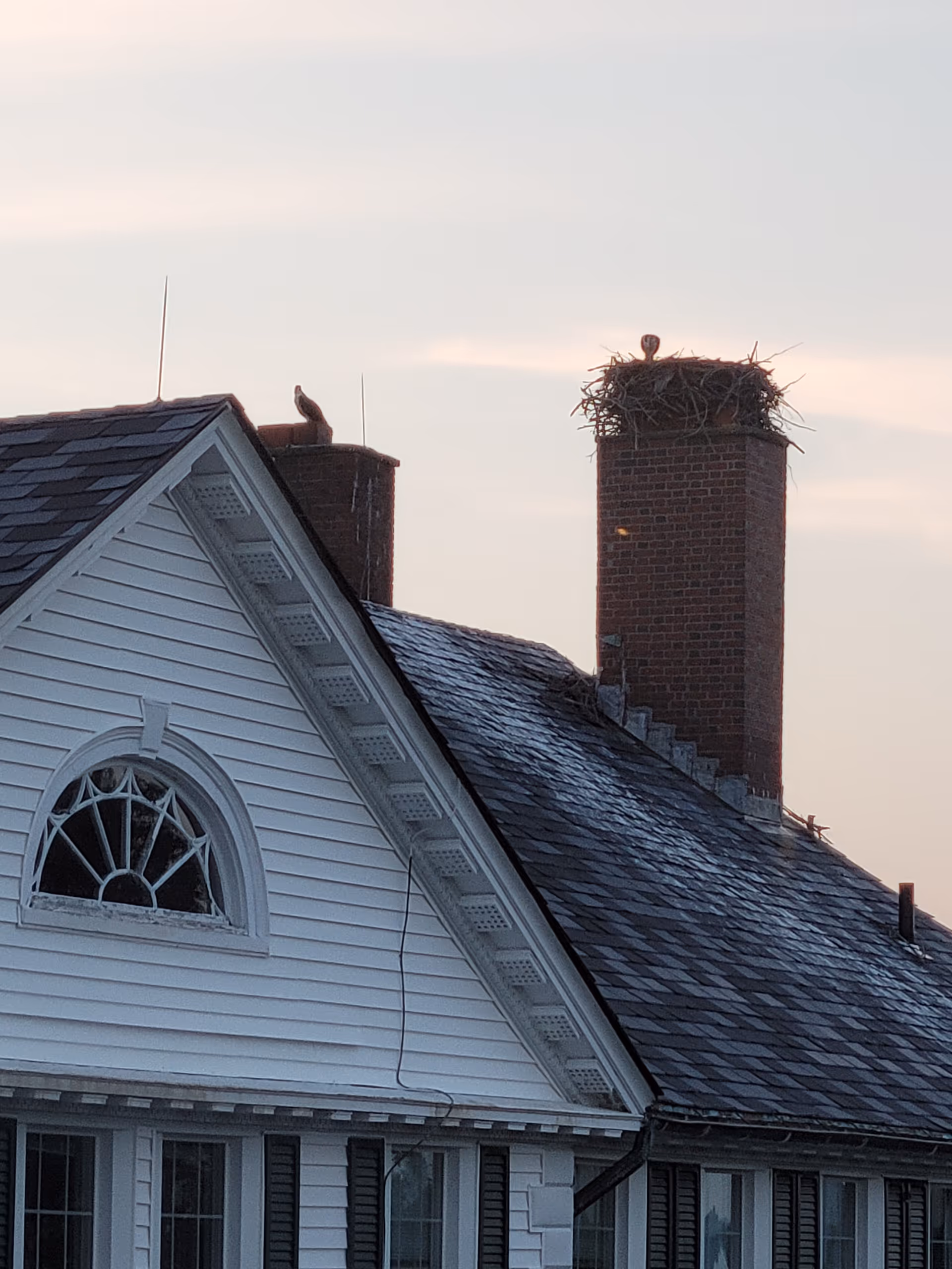 White house rooftop with two brick chimneys, one bearing a large bird nest and a perched bird at dusk.