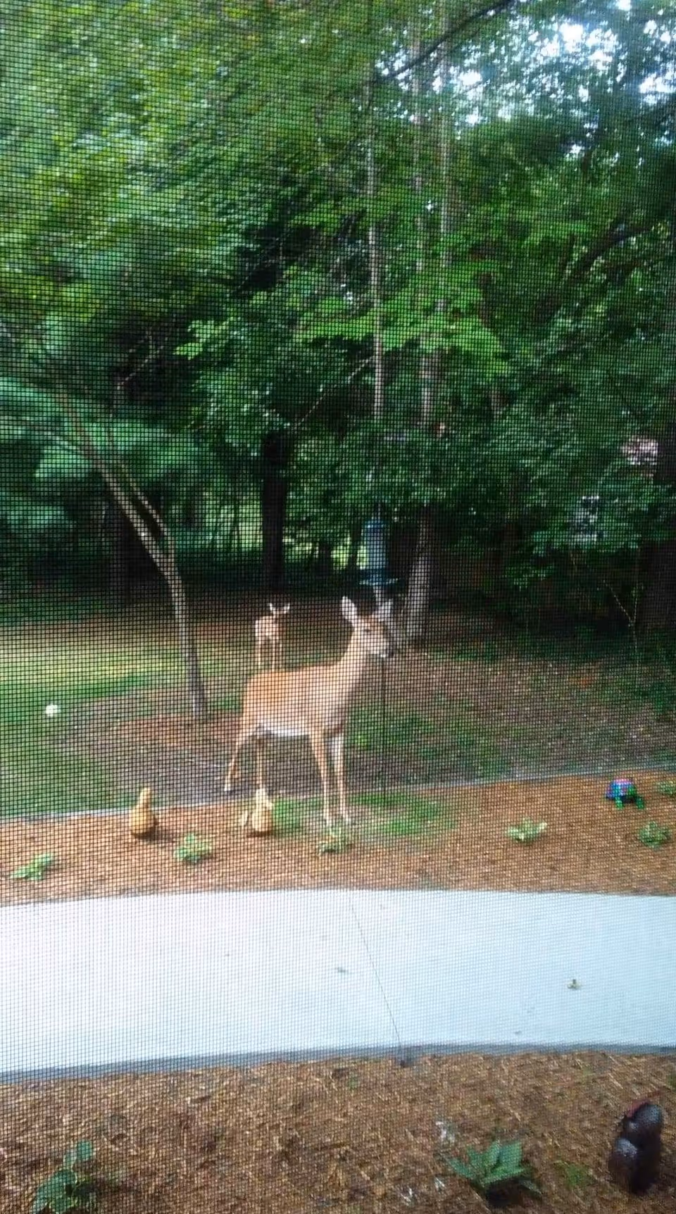 View through a window screen showing two deer standing on a mulched garden area with small plants and decorative items, surrounded by green trees and foliage.