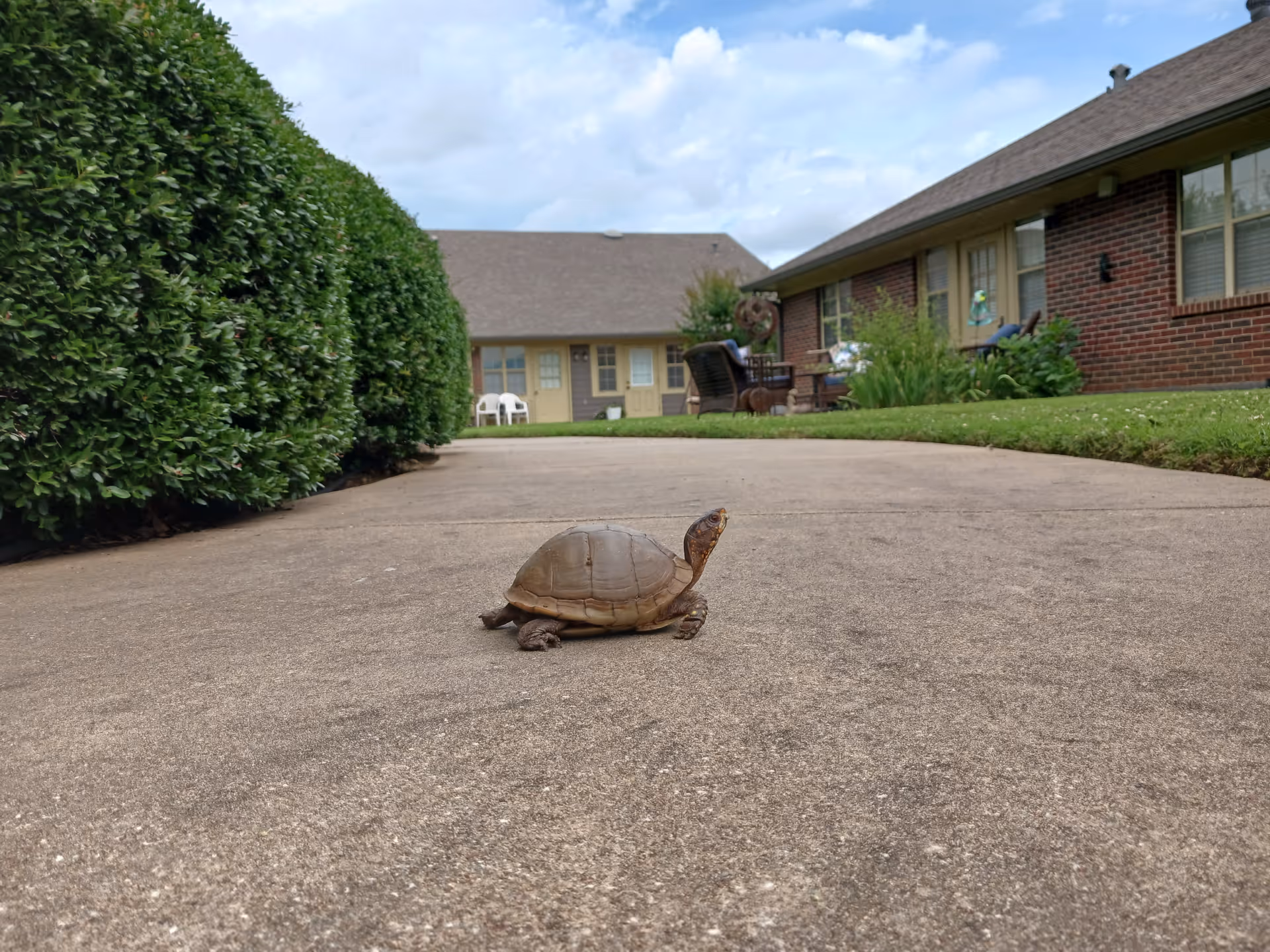 A turtle is crossing a concrete pathway in a landscaped courtyard with hedges and brick buildings in the background.