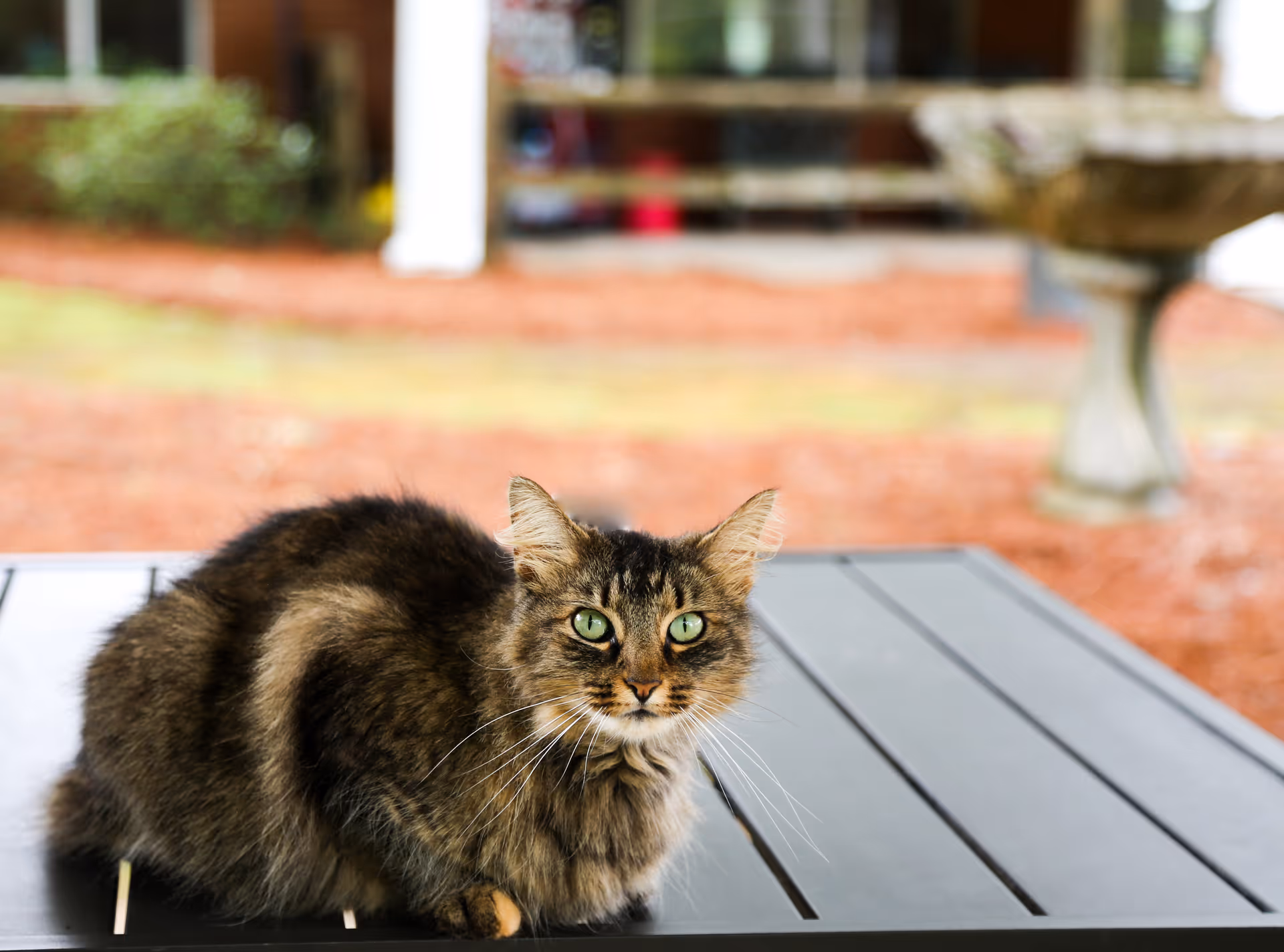 A fluffy tabby cat with green eyes sitting on a dark outdoor table with a blurred background of a garden and building.