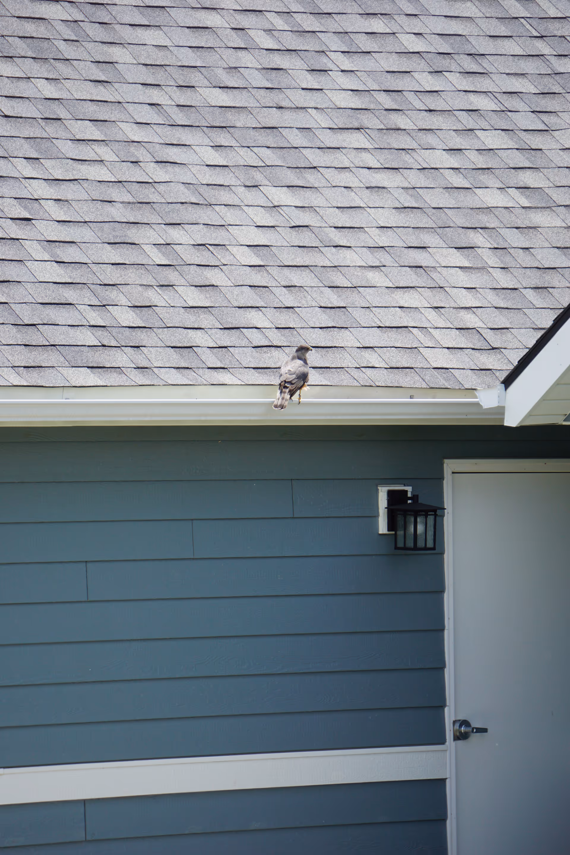 A small bird perched on the gutter of a blue-sided building beneath a shingled roof.