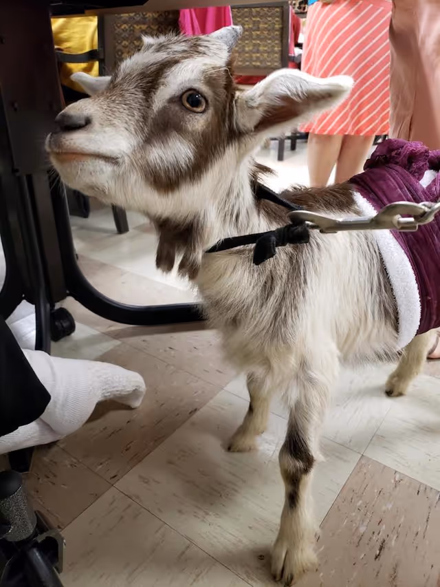 A small goat on a leash wearing a purple blanket stands indoors among tables and people.