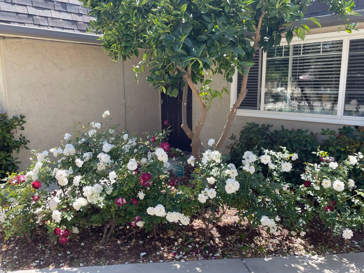 Front exterior of Stanford Cottages-Citrus Gardens Memory Care with white and pink roses near the entrance.