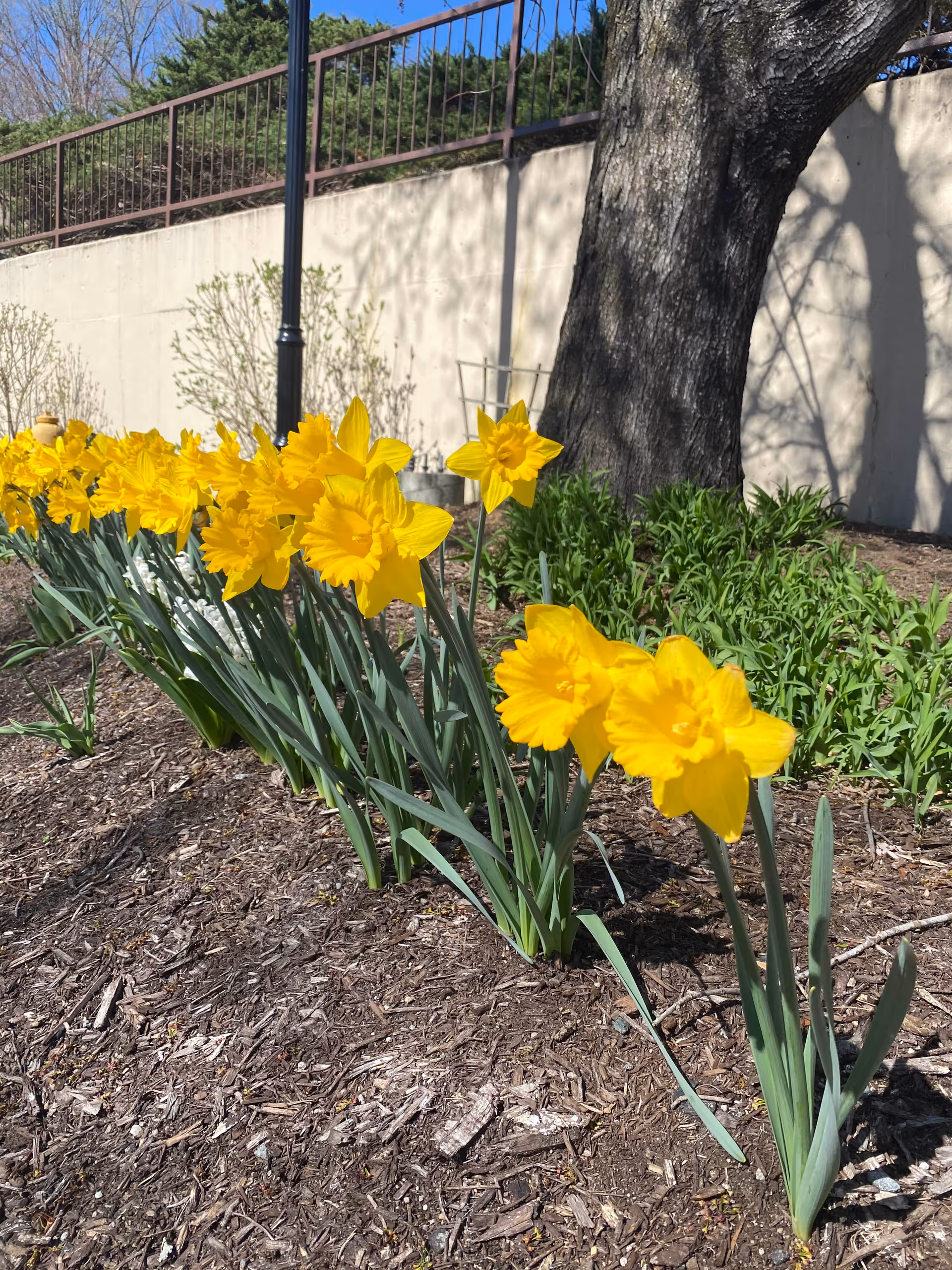 A row of bright yellow daffodil flowers blooming in a garden bed with mulch, next to a large tree and a concrete wall with a metal fence on top. There is a black lamp post in the background and some green plants growing near the tree.
