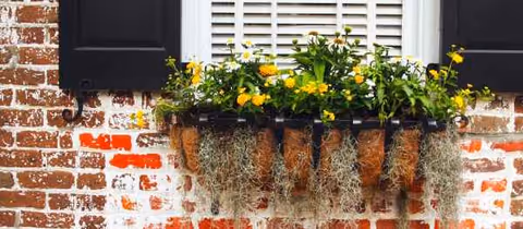 Flower box with yellow blooms under a window on a brick wall.
