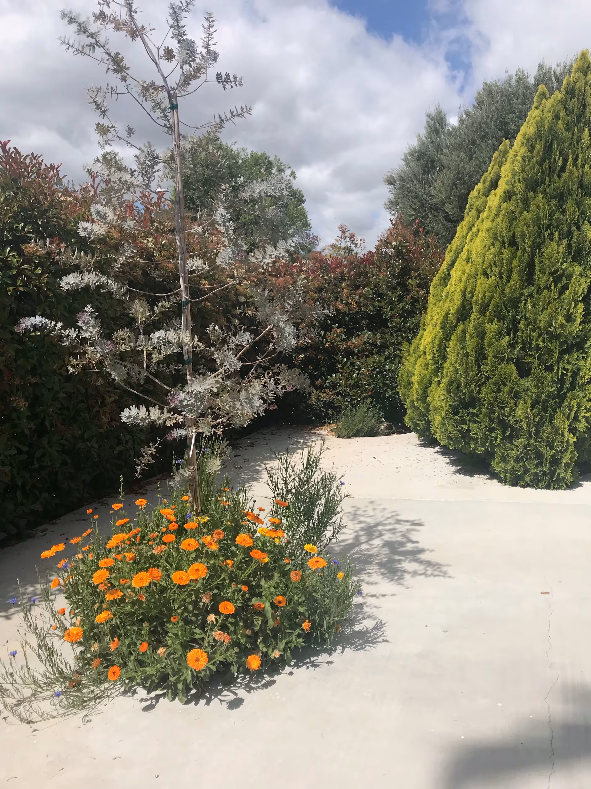 Outdoor garden area with a small tree surrounded by orange flowers in the foreground, various green shrubs and bushes in the background, and a partly cloudy sky above.