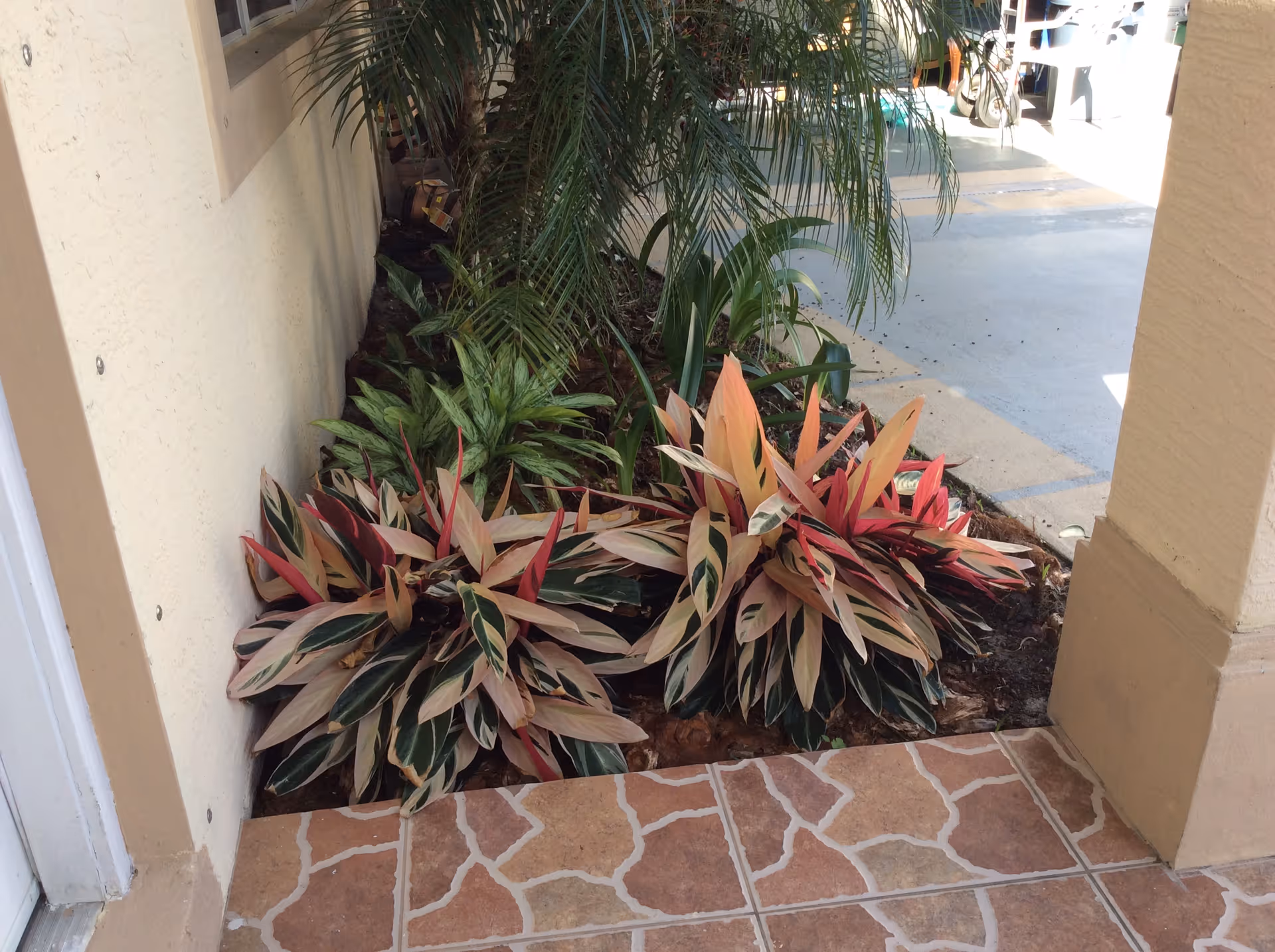 A small outdoor garden area next to a building wall with various green and red leafy plants. The ground is tiled with a stone pattern, and there is a concrete walkway visible in the background.