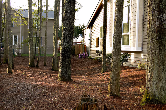 Outdoor view of a senior living facility showing the side of a beige building with large windows, surrounded by tall trees and a mulched ground area with some small plants and flowers near the building.