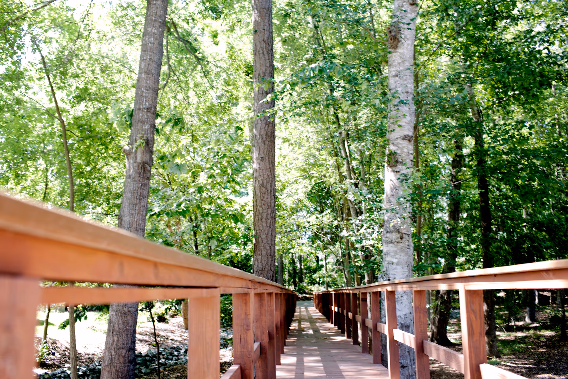 Wooden boardwalk leading through a lush green forest with sunlight filtering through the trees.