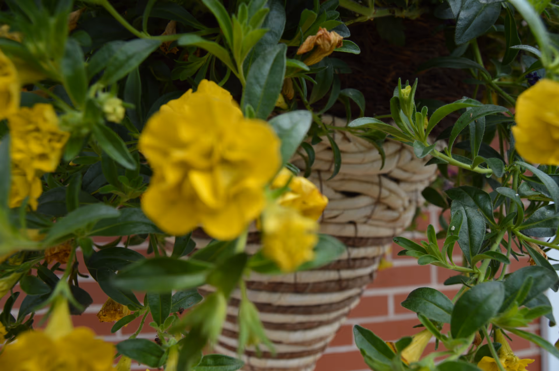 Close-up view of a hanging basket with green leaves and yellow flowers in front of a brick wall.