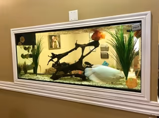 A built-in wall aquarium with decorative plants, driftwood, and a large white fish inside. The aquarium is framed with white molding and set into a beige wall.