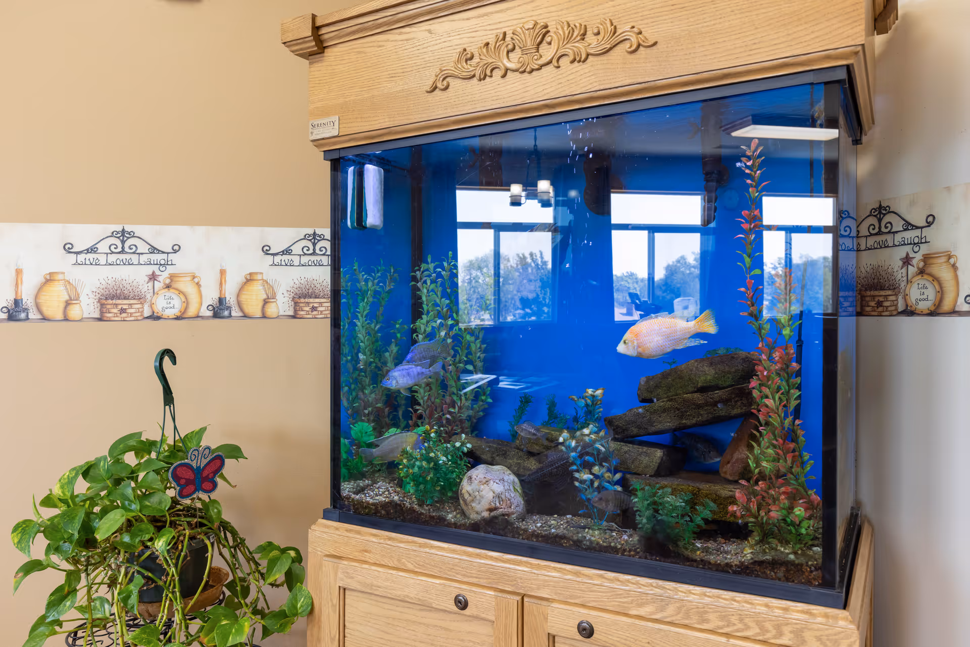 A large aquarium with colorful fish and aquatic plants inside a wooden cabinet. The aquarium is placed against a beige wall with decorative wallpaper border featuring pottery and the phrases 'Live Love Laugh' and 'Life is Good'. A green potted plant with a butterfly decoration is next to the aquarium.
