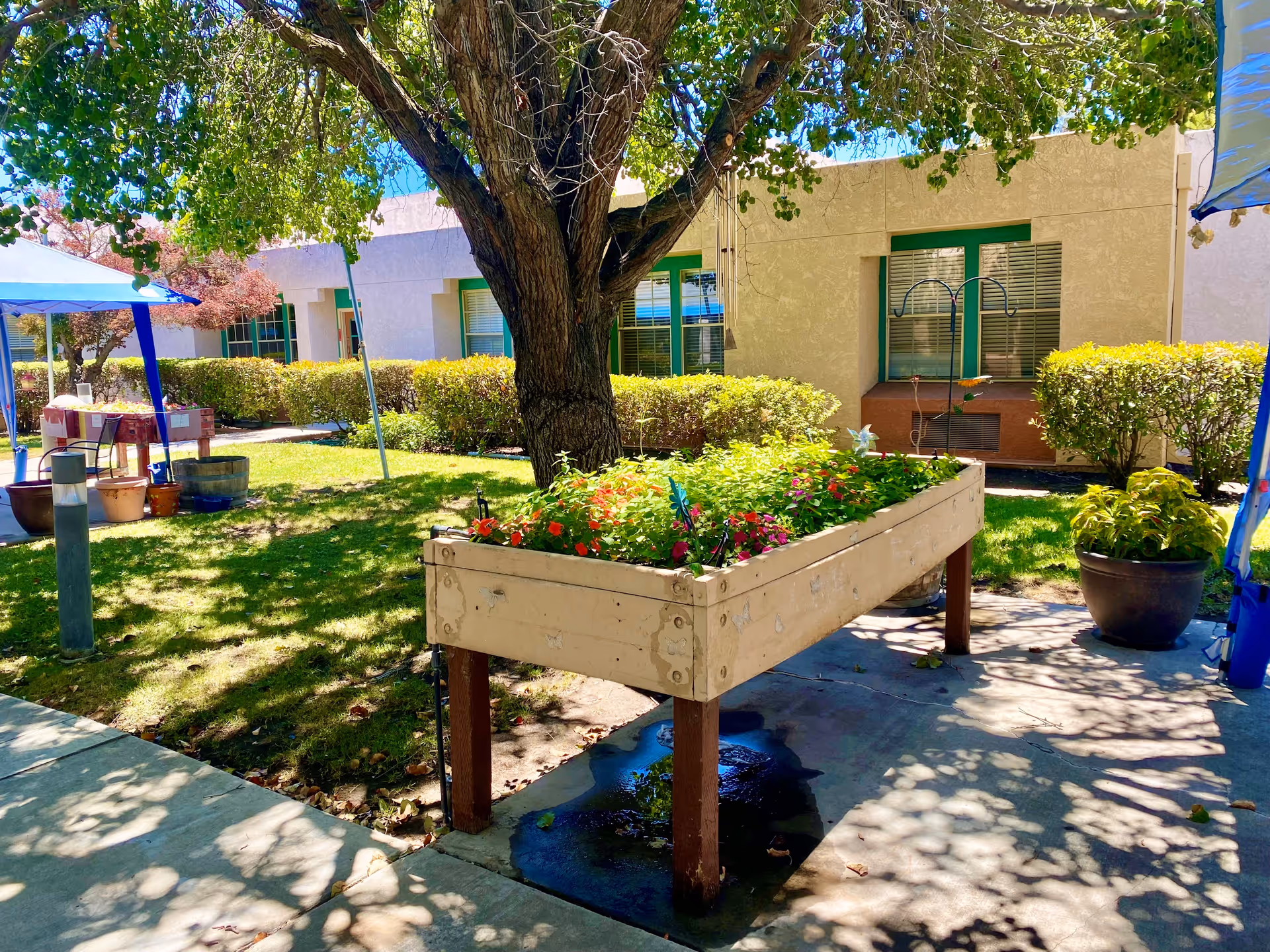 Sunlit courtyard with a raised wooden planter full of flowers beneath a large shade tree in front of a beige building.