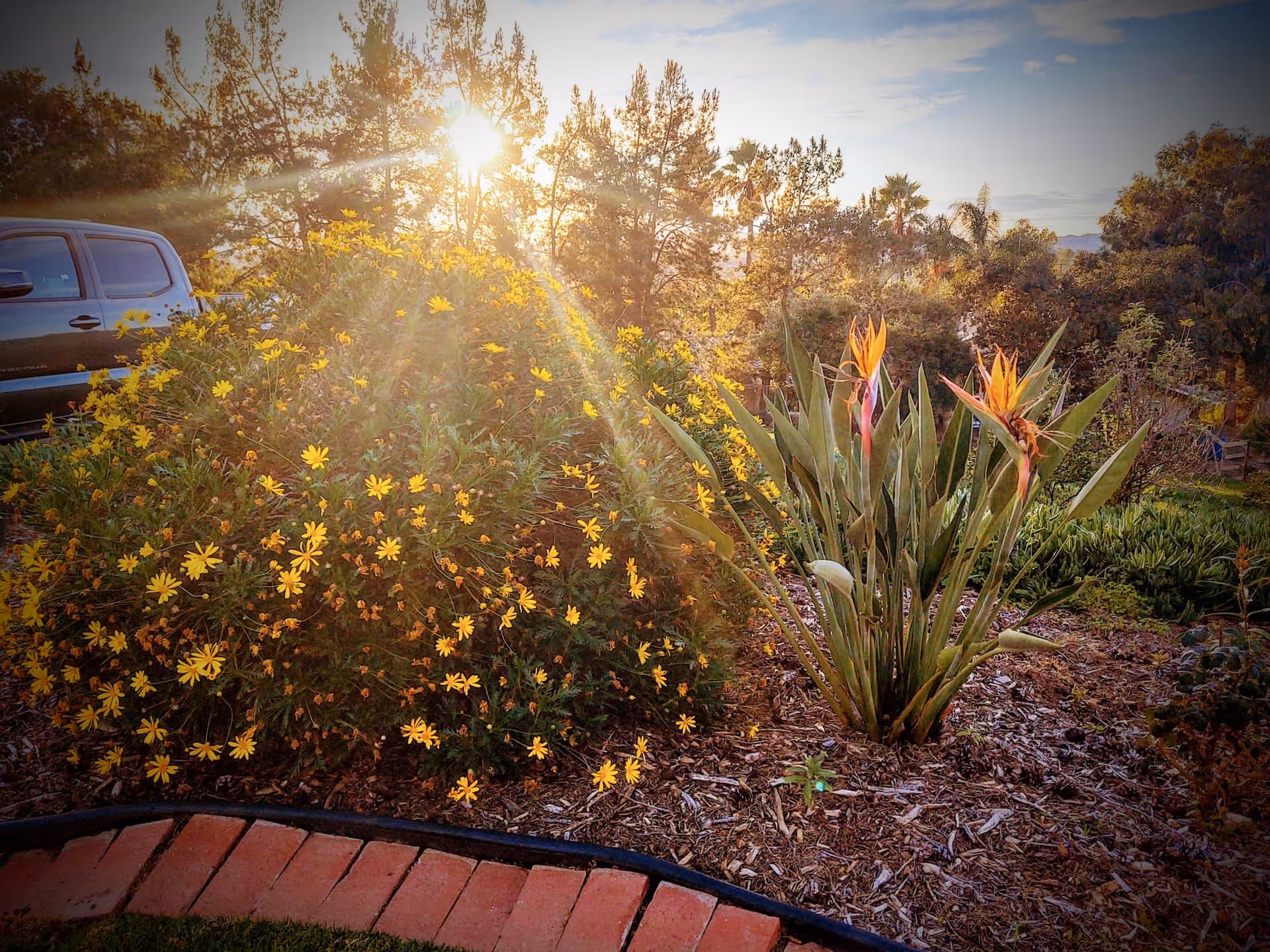 Sunlight shining through trees over a garden with yellow flowers and bird of paradise plants, with a parked vehicle partially visible on the left side.
