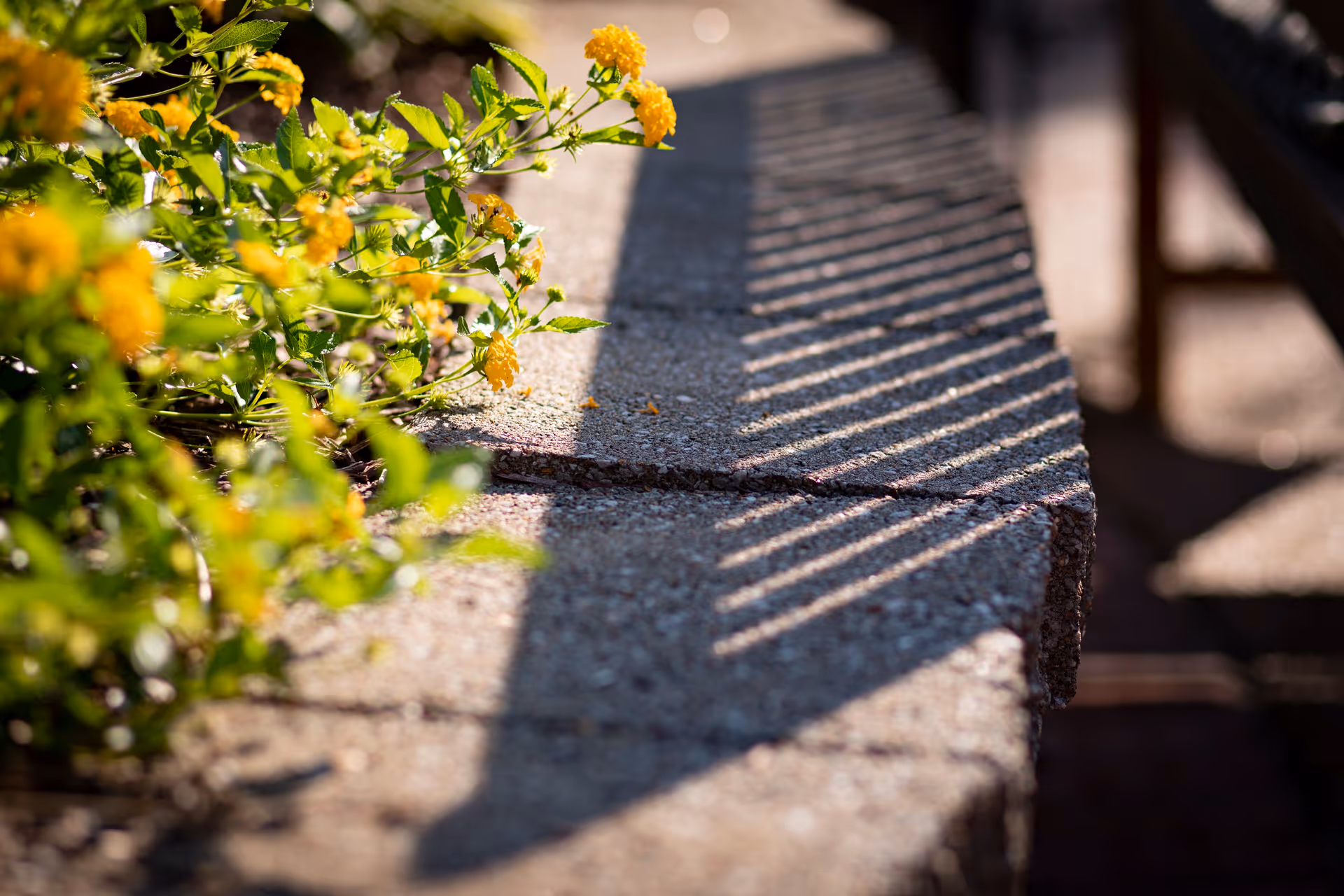 Close-up view of a concrete ledge with yellow flowers and green leaves on the left side, and shadows of a railing cast on the ledge in sunlight.