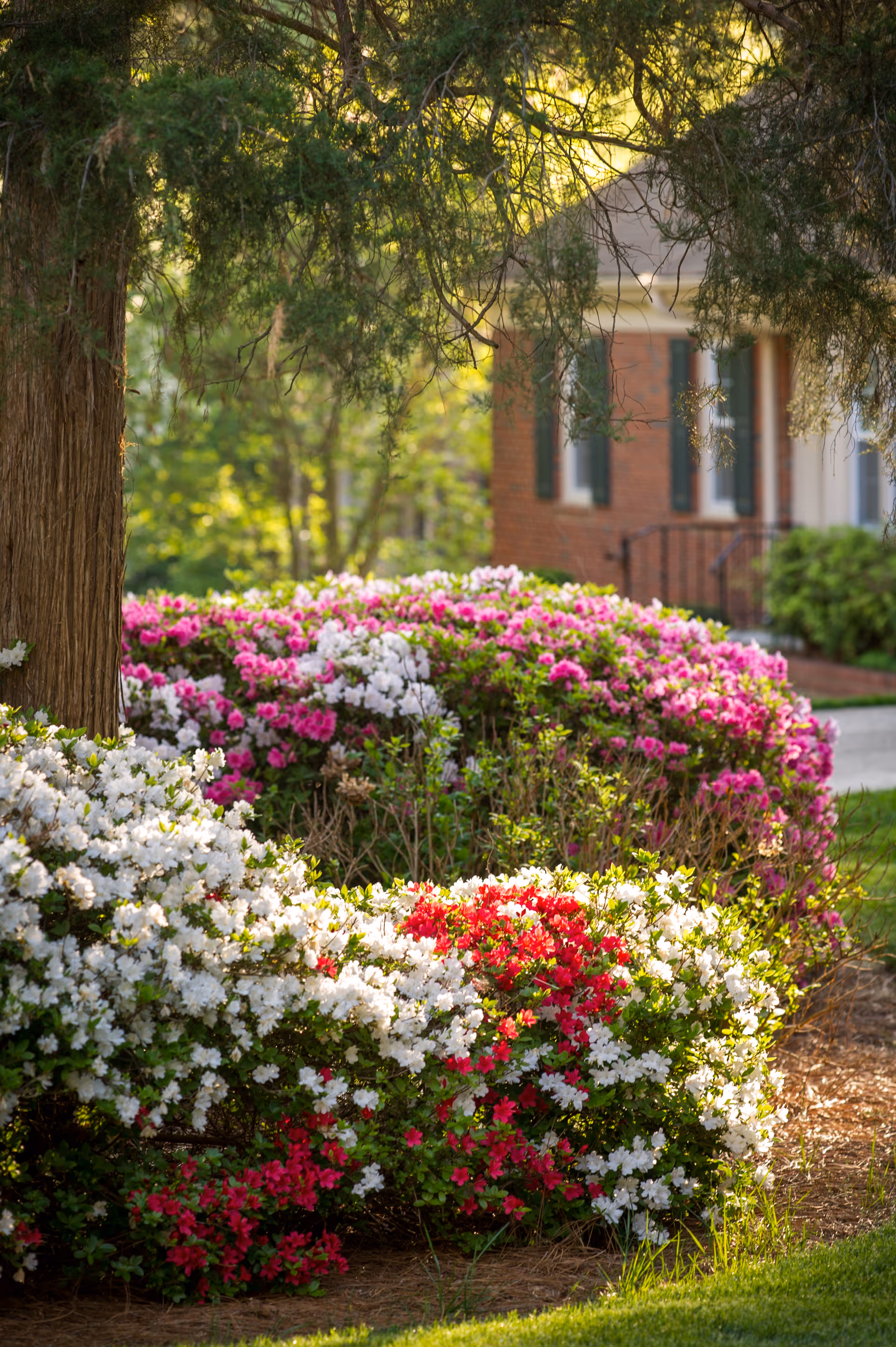 Colorful azalea bushes in white, pink, and red under a tree with a brick house partially visible in the background.