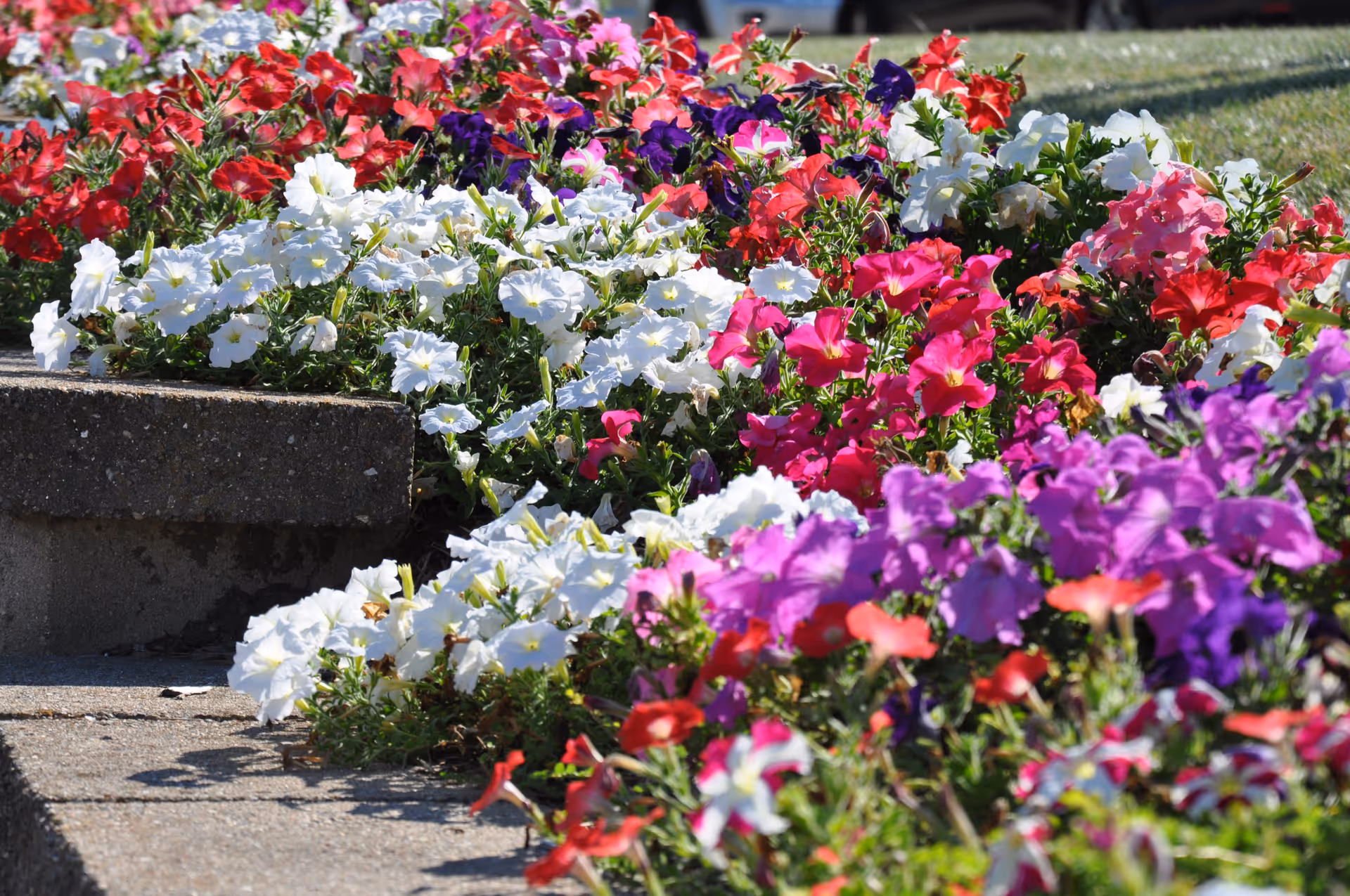 A colorful flower bed with various blooming flowers including white, red, pink, purple, and blue flowers planted alongside a concrete step outdoors.