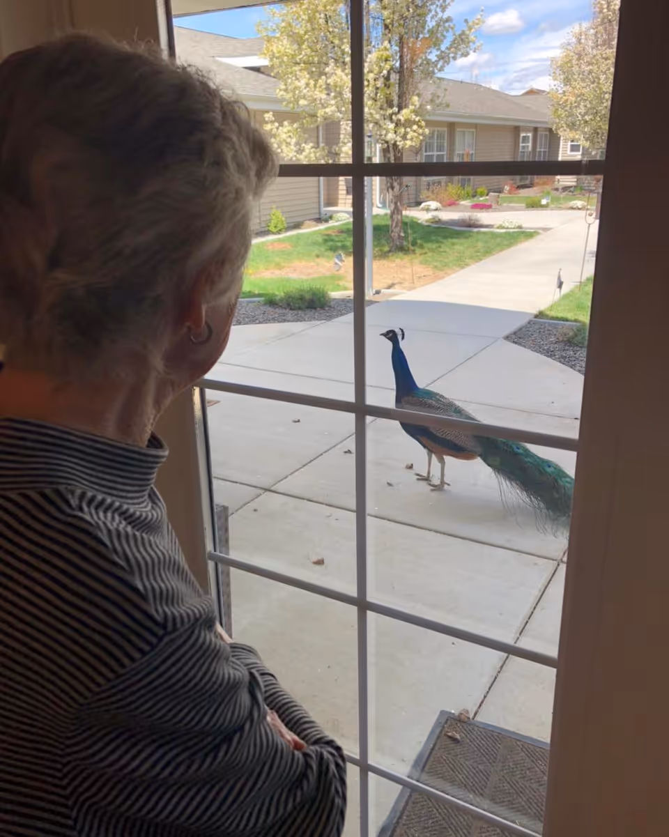 An elderly person with short gray hair and a striped shirt is looking out through a glass door at a peacock standing on a concrete pathway outside. The outdoor area has green grass, trees with white blossoms, and beige buildings in the background under a blue sky with some clouds.