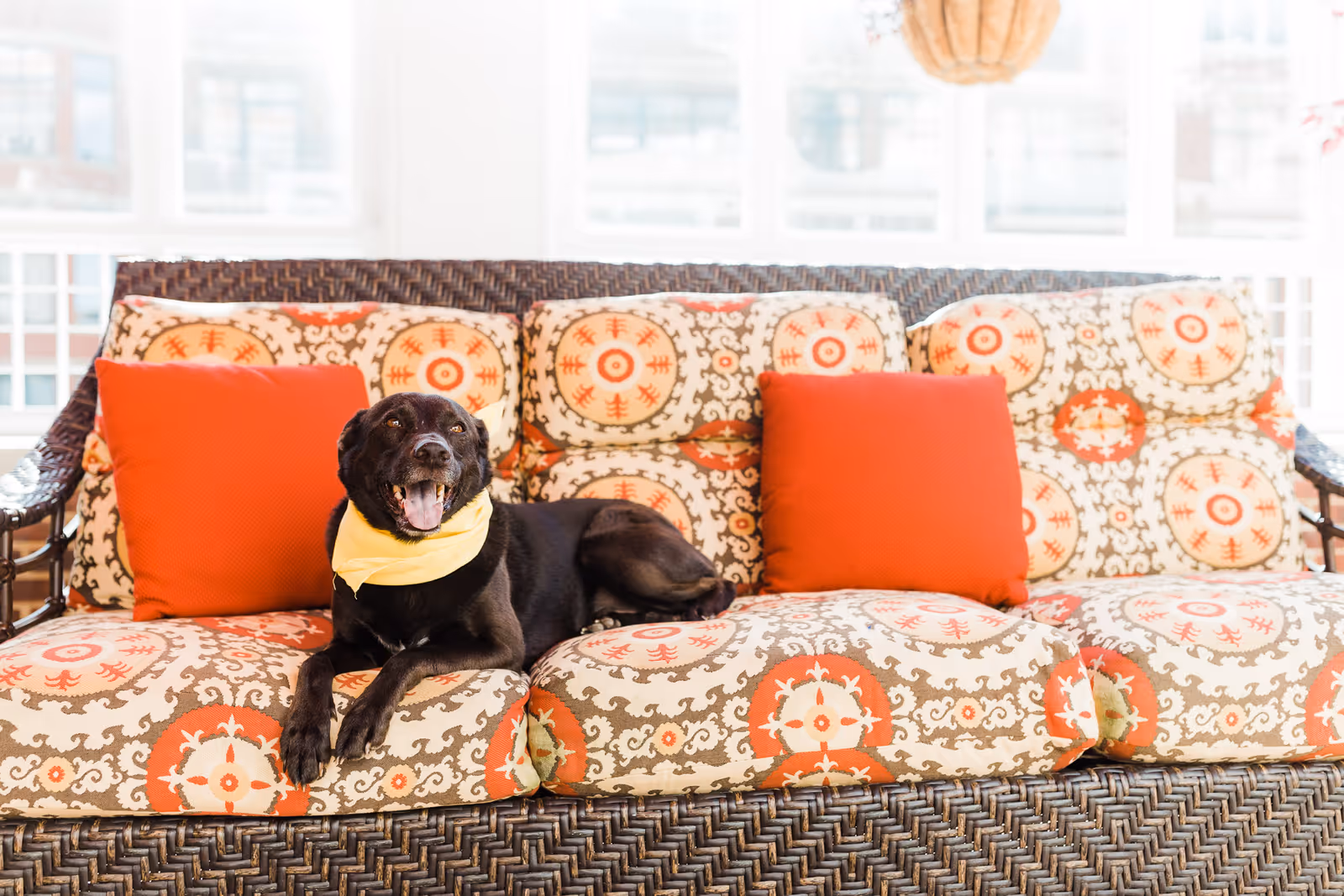 A black dog wearing a yellow bandana lounges on a patterned cushioned wicker sofa with red pillows in a bright room.