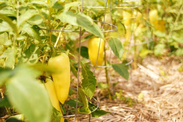 Yellow peppers growing on plants supported by wire cages in a garden bed with straw mulch.