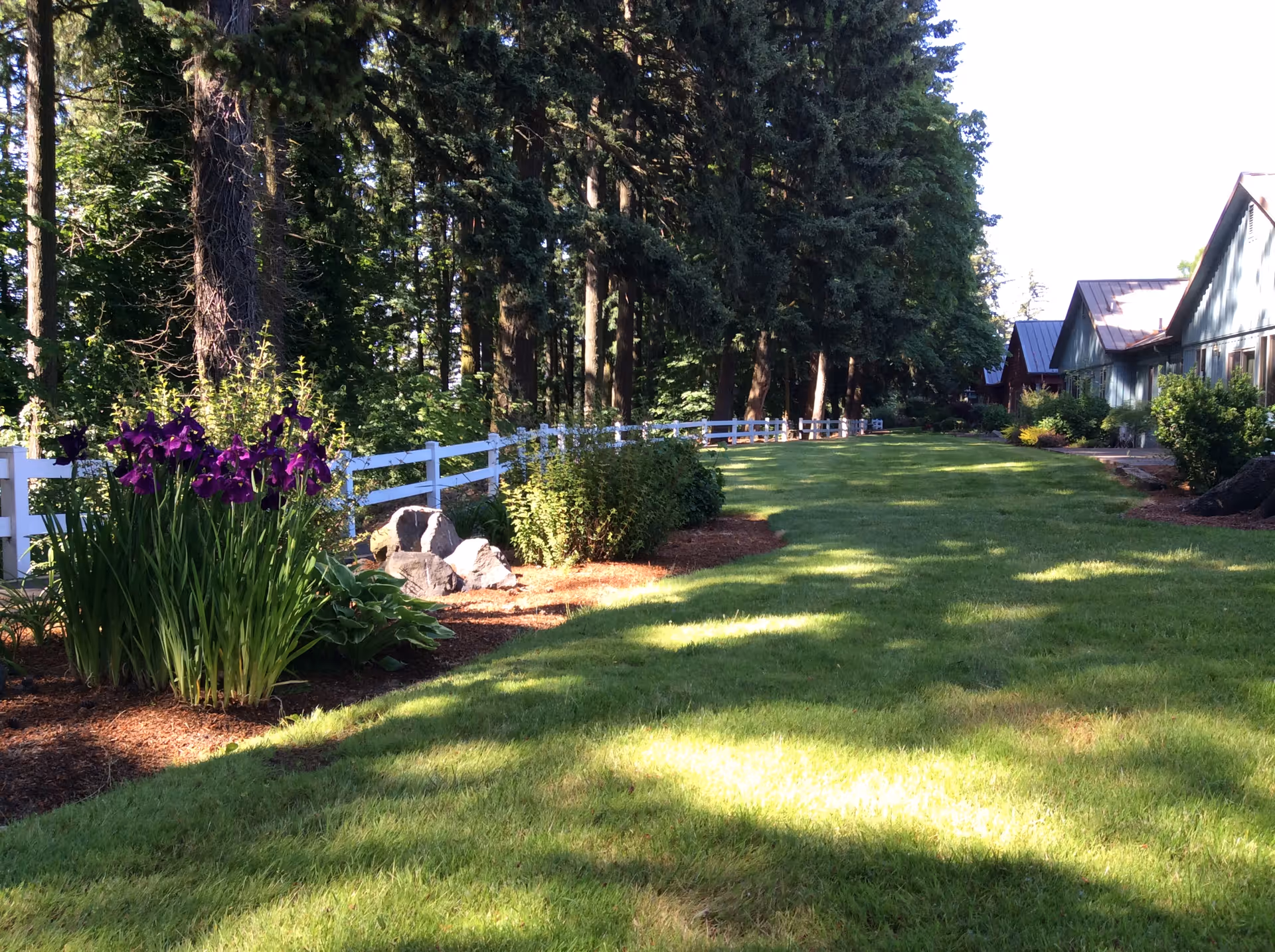 Sunlit grassy lawn and garden with purple flowers, a white fence, tall trees and buildings along the right side.