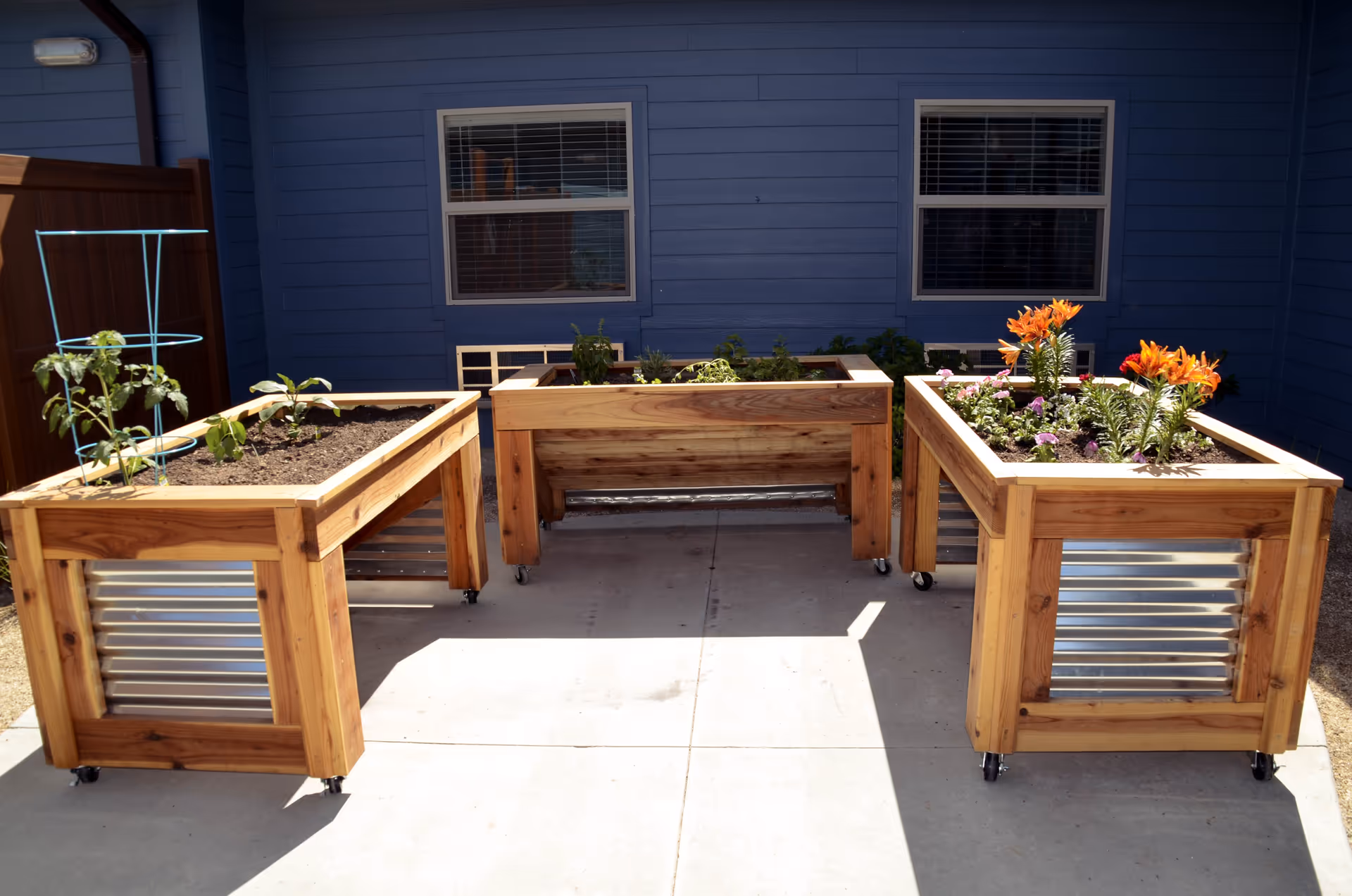 Three wooden raised garden beds on wheels with various plants and flowers growing in them, placed on a concrete patio in front of a blue building with two windows.