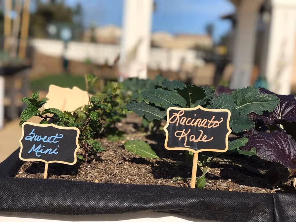 Close-up view of a raised garden bed with small plants labeled with signs reading 'Sweet Mini' and 'Lacinato Kale' in a sunny outdoor setting.