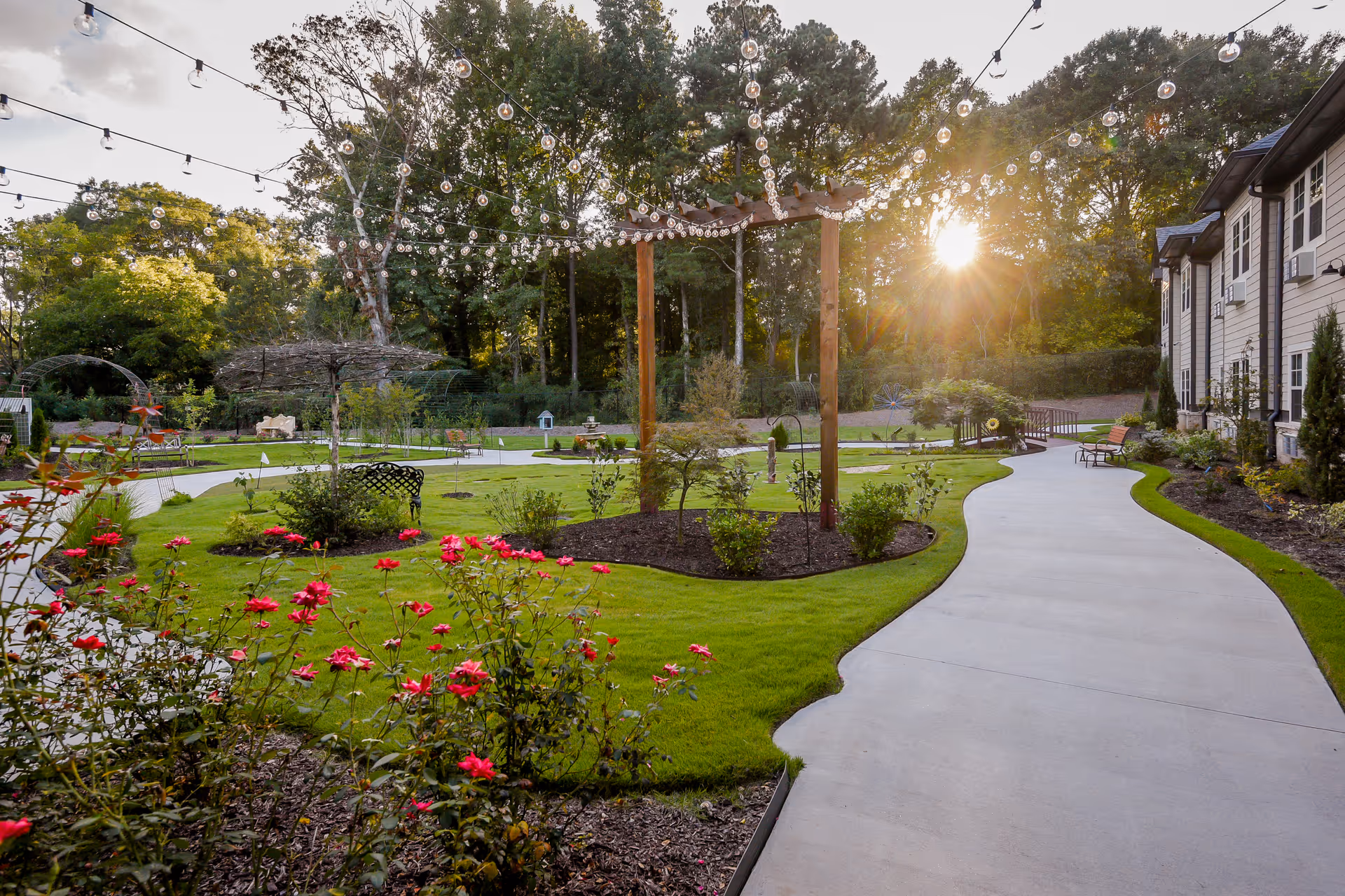 Landscaped courtyard with a winding concrete path, rose bushes, pergola strung with lights and a building at sunset.