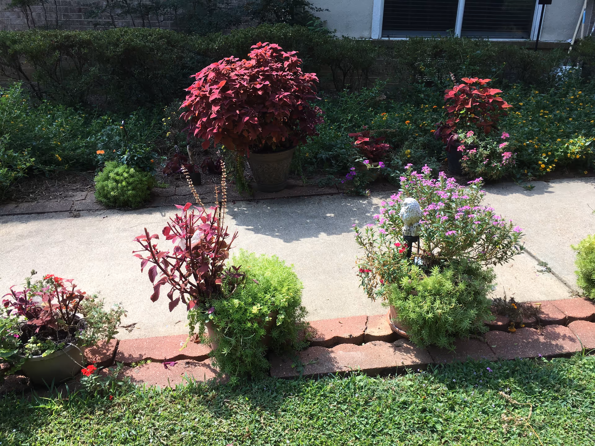 A garden area with various potted plants and flowers arranged along a cracked brick border next to a concrete pathway. In the background, there is a hedge and part of a building with a window.