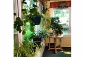 A bright indoor space with a variety of green potted plants placed on a windowsill and a small round wooden table near a window with a red valance. The window lets in natural light, illuminating the plants and creating a cozy atmosphere.