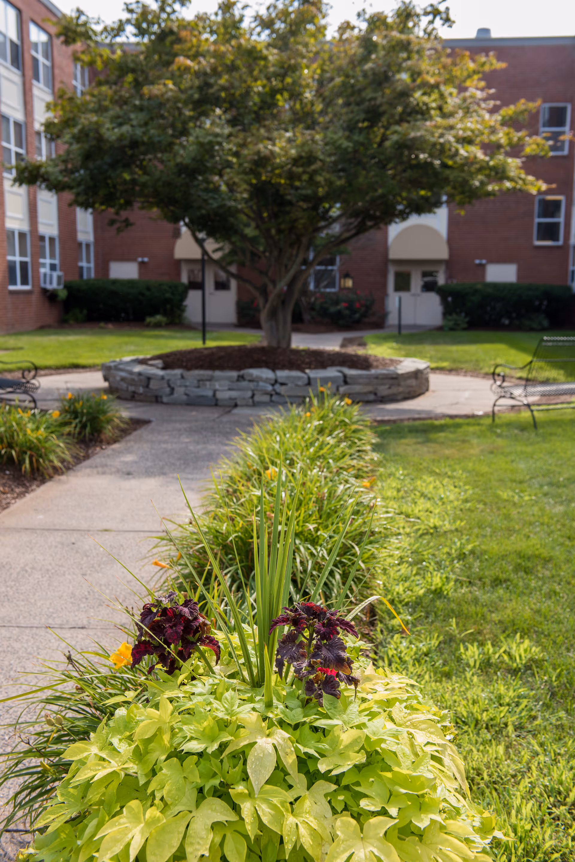 Courtyard with a central tree in a stone planter, a walkway flanked by flowering plants and benches, and a brick building in the background.