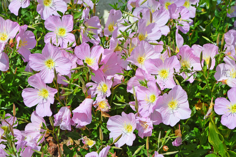 Cluster of light pink flowers with yellow centers among green leaves.