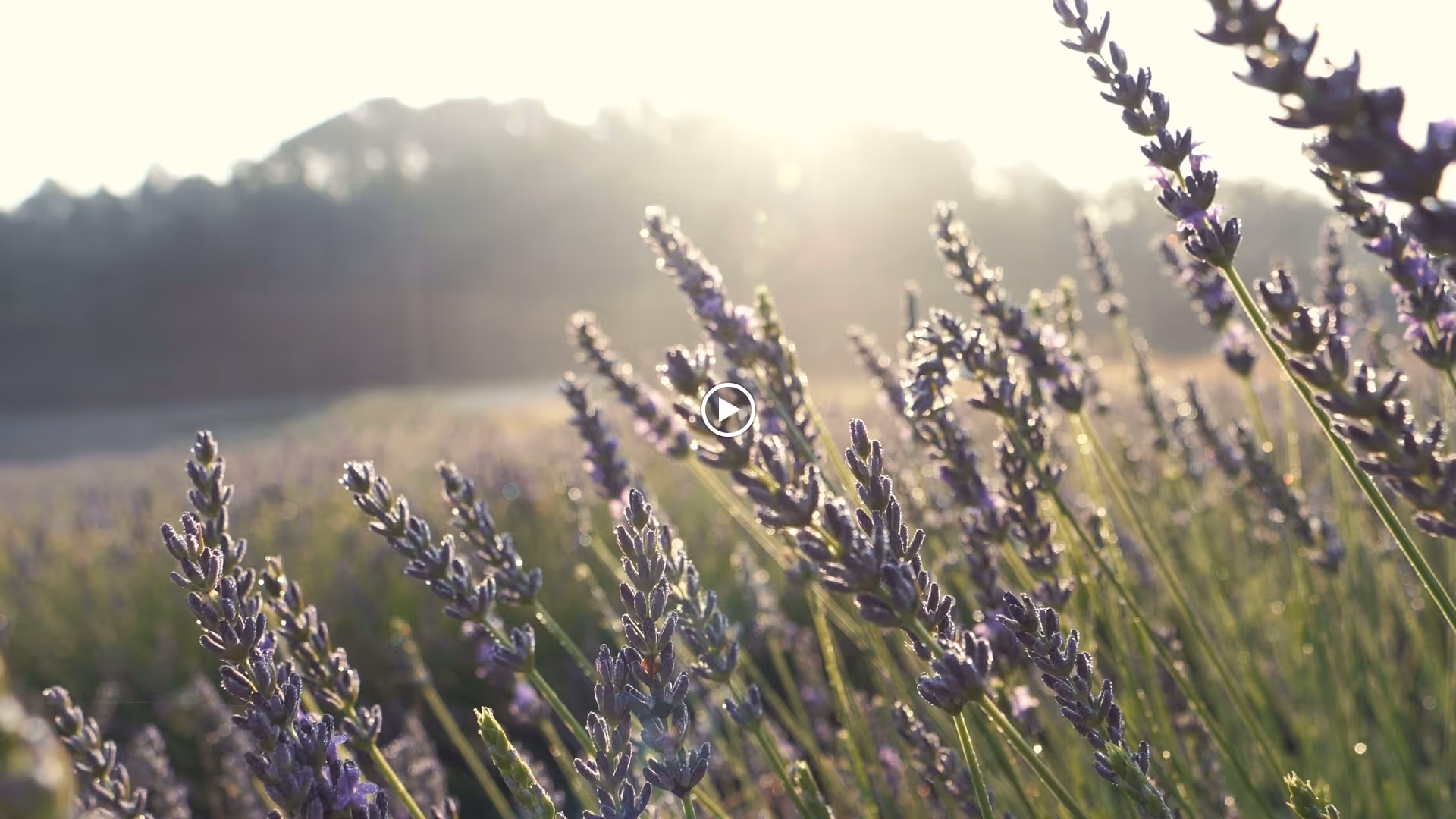 Close-up view of purple lavender flowers in a field with sunlight shining through and trees in the background.