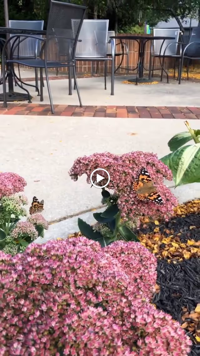 Outdoor patio area with metal tables and chairs, surrounded by greenery and pink flowering plants with butterflies resting on them.