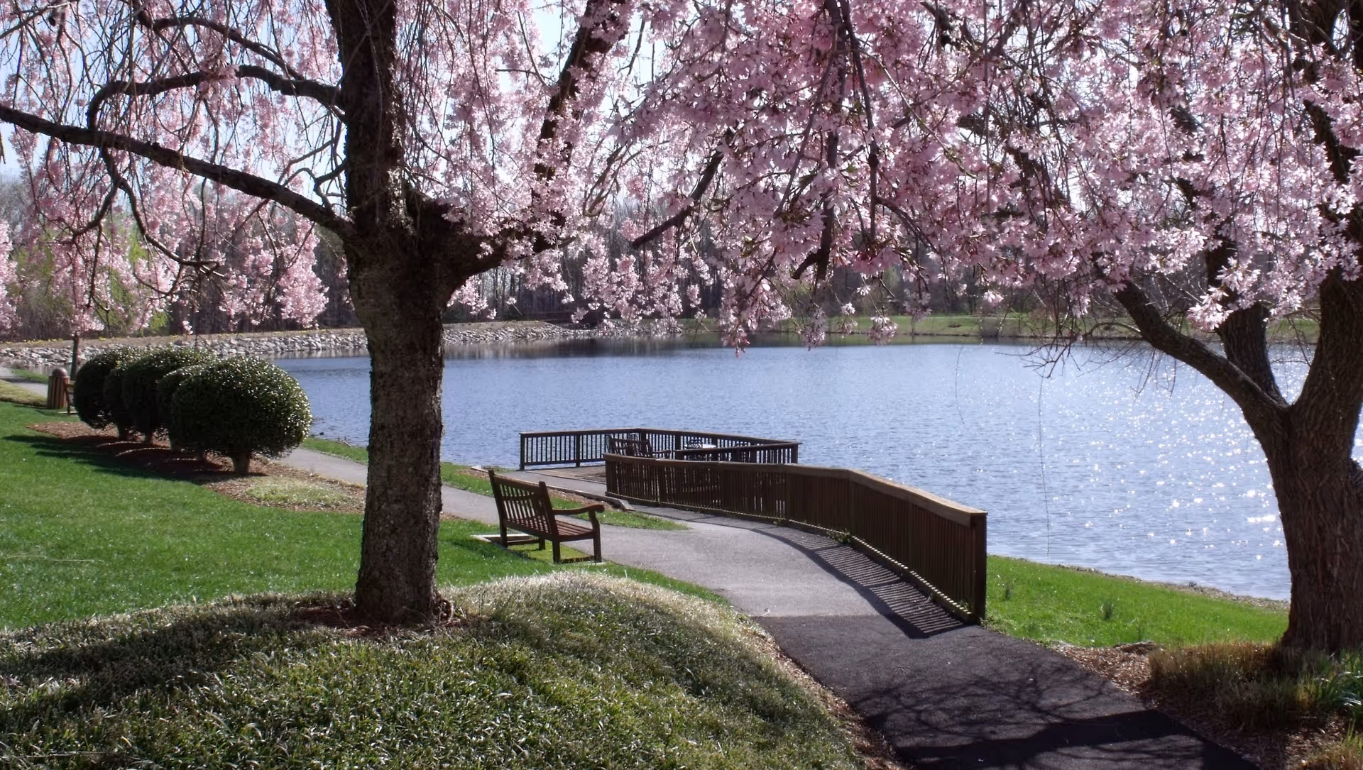 A peaceful outdoor scene featuring a pathway leading to a wooden deck overlooking a calm lake. The foreground has two trees with pink blossoms and a wooden bench along the path. Well-maintained green grass and neatly trimmed bushes line the walkway.