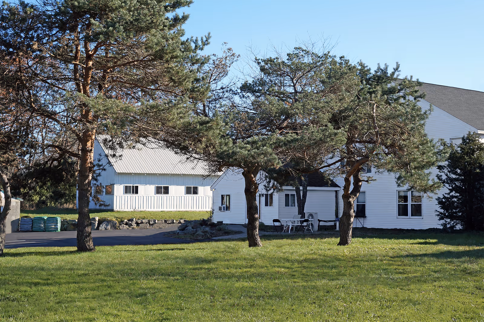 White residential building with a grassy lawn and three pine trees in front under a clear blue sky.