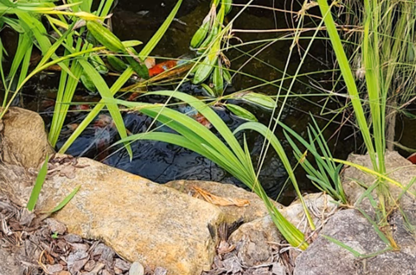 Outdoor scene with green plants, rocks, and a small pond.