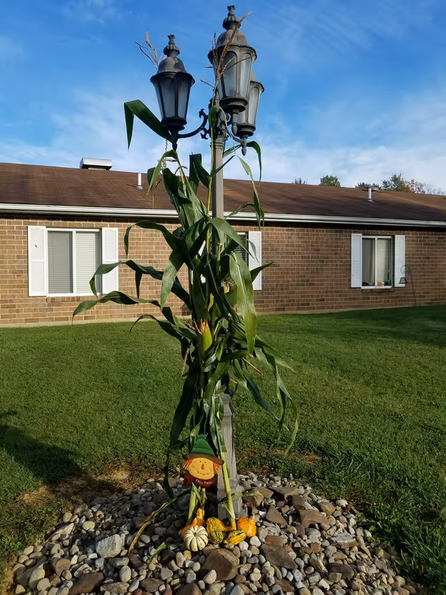 A vintage-style street lamp decorated with tall corn stalks and small pumpkins and gourds at its base, set on a bed of rocks. In the background, there is a single-story brick building with white window shutters and a green lawn under a blue sky.