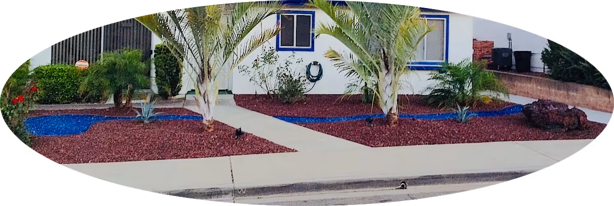 Front yard of a single-story building showing a walkway, palm trees, red mulch landscape beds edged with blue rock, and a sidewalk by the street.
