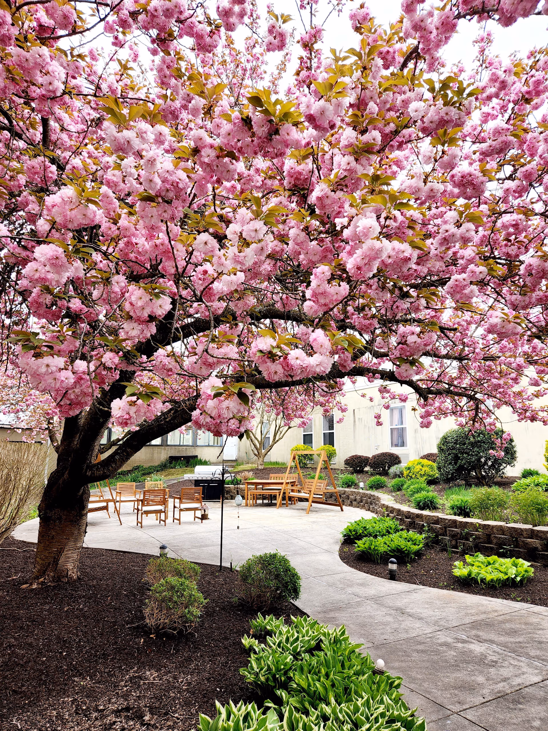A vibrant outdoor garden area at Greenfield Senior Living Of Perkiomen Valley featuring a large tree with abundant pink blossoms. The garden includes a curved concrete pathway, various green shrubs and plants, wooden chairs, a wooden swing, and a barbecue grill. The background shows part of a light-colored building with windows.